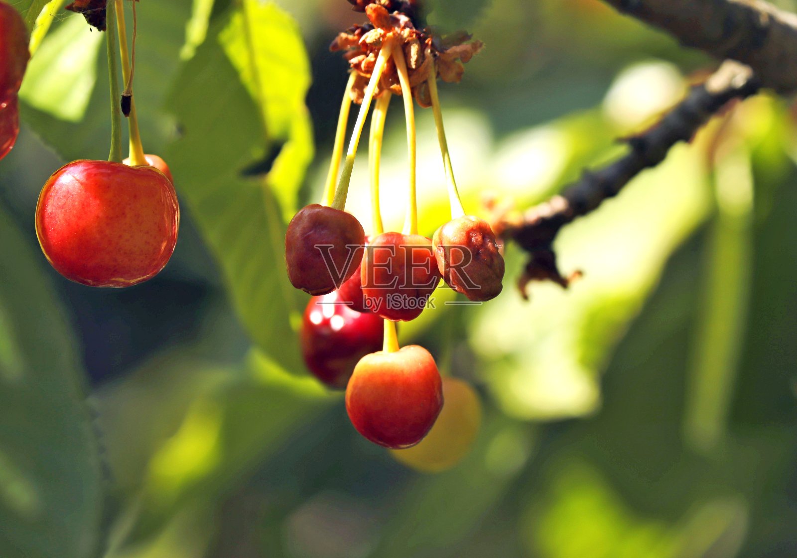 樱桃果实受到春季霜冻的损害。照片摄影图片