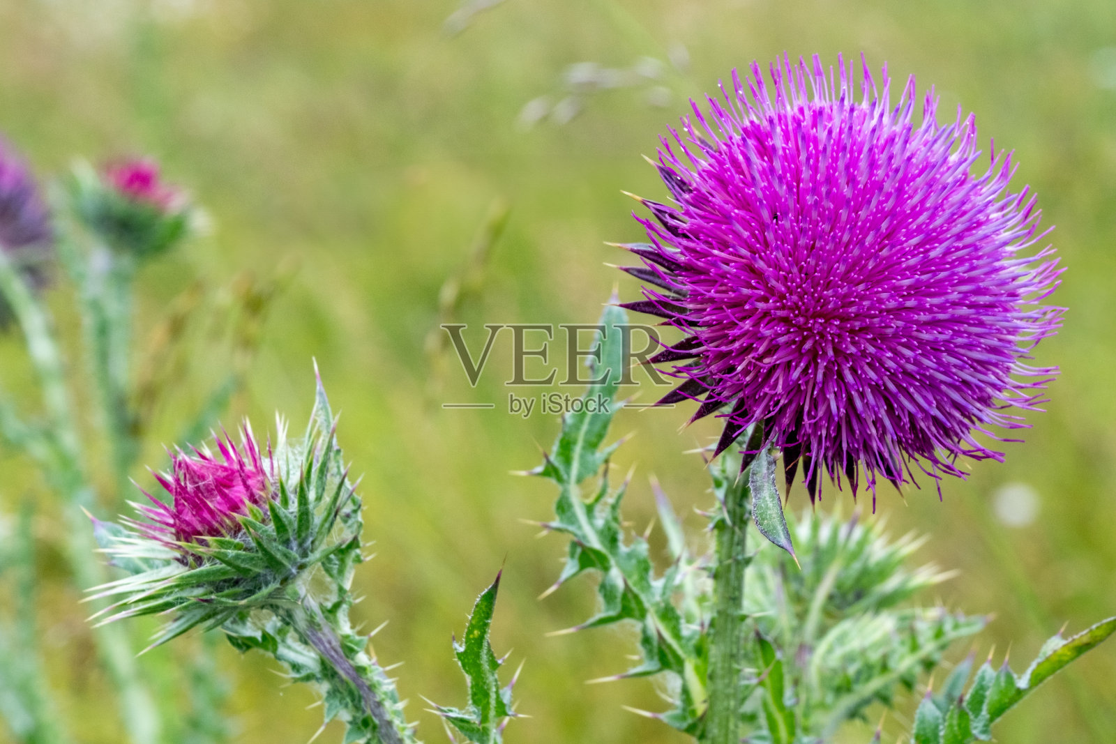 美丽的紫色蓟花在阳光下照片摄影图片
