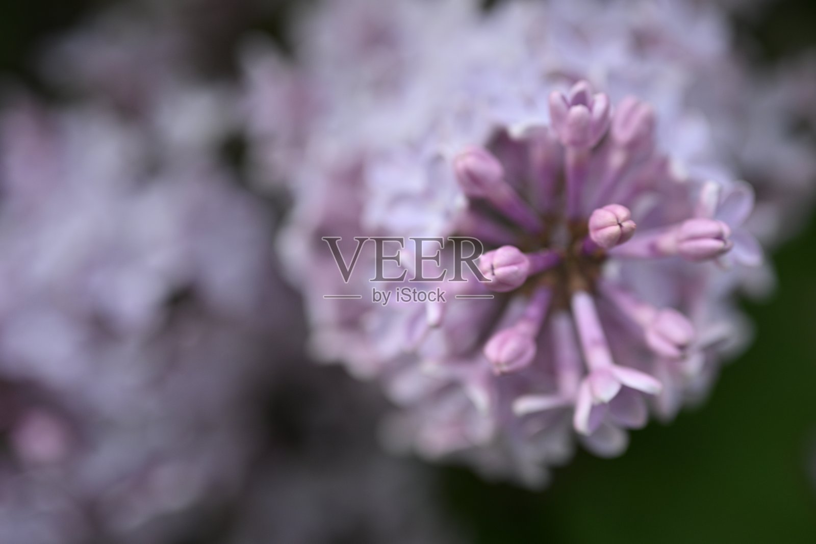 紫丁香为背景，丁香芽，紫罗兰色纹理，花香丁香背景照片摄影图片