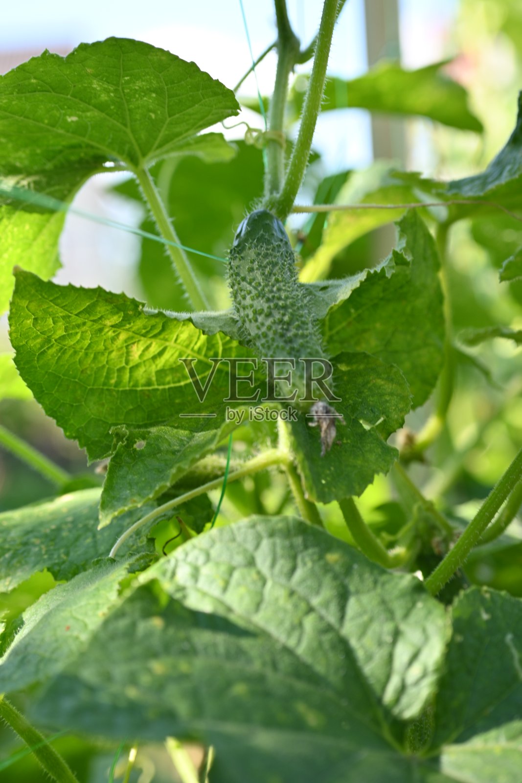 嫩绿的黄瓜枝上特写，黄瓜花上特写，绿色的小黄瓜枝上特写，绿色的菜园可持续发展照片摄影图片