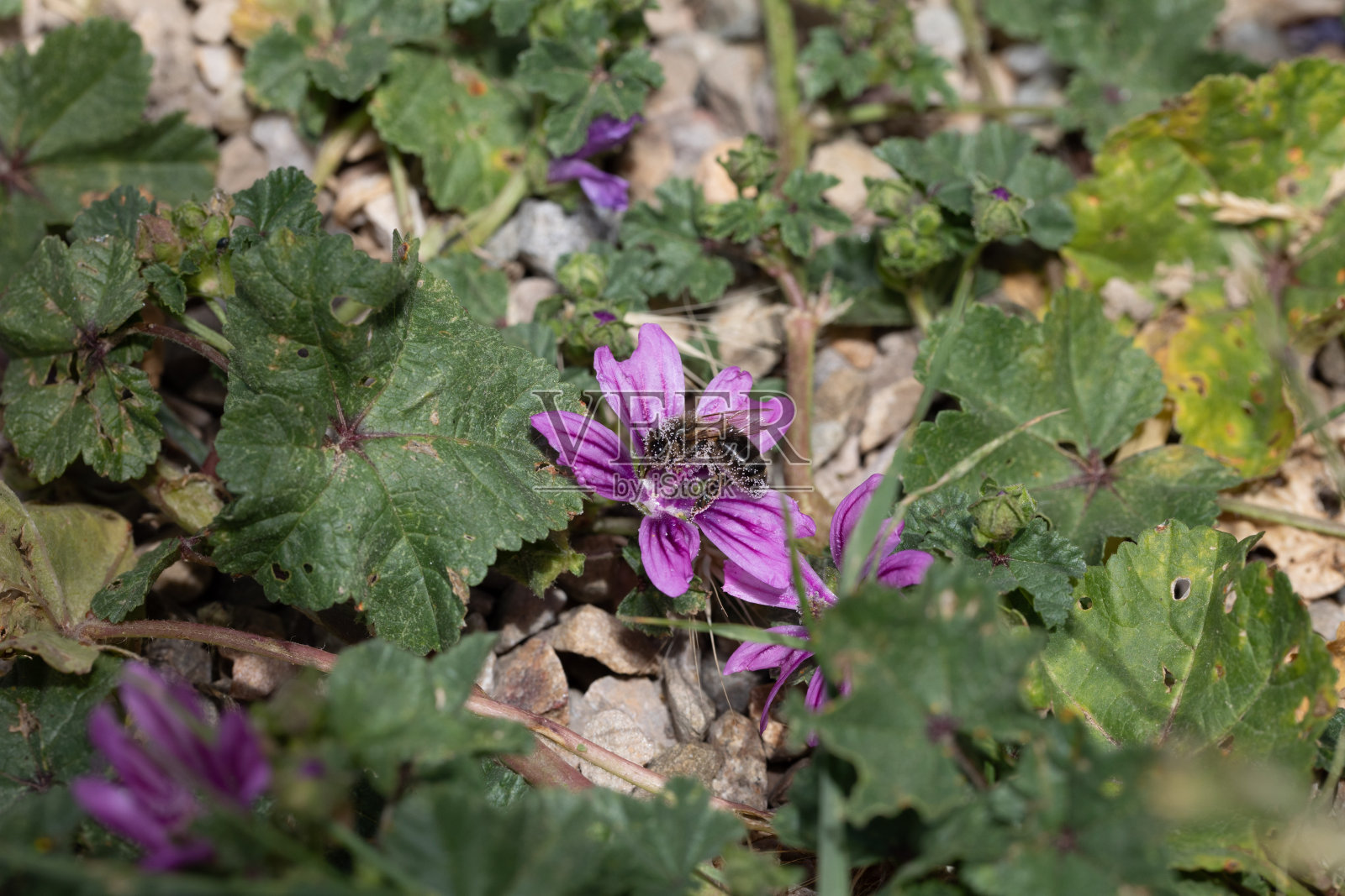 蜜蜂完全充满了野花的花粉照片摄影图片
