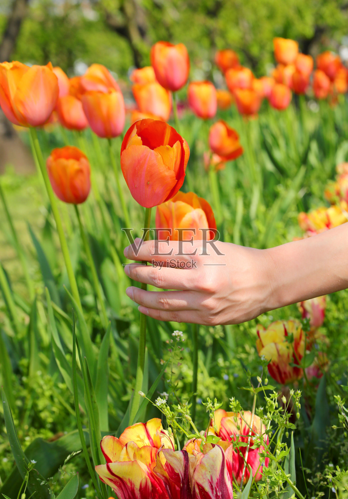 春天，在一片生机勃勃的郁金香地里，用手采摘一朵盛开的郁金香。照片摄影图片