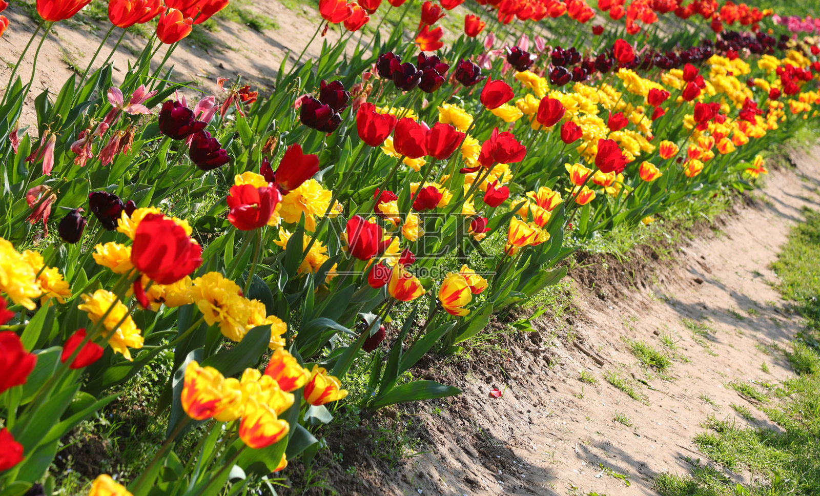 春天在自然公园里有许多郁金香花照片摄影图片