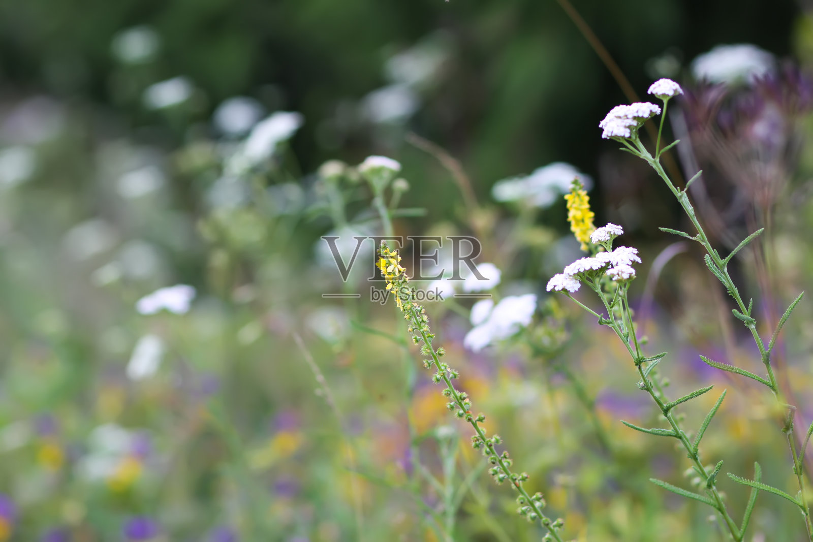 夏日田野上的野花和植物。照片摄影图片