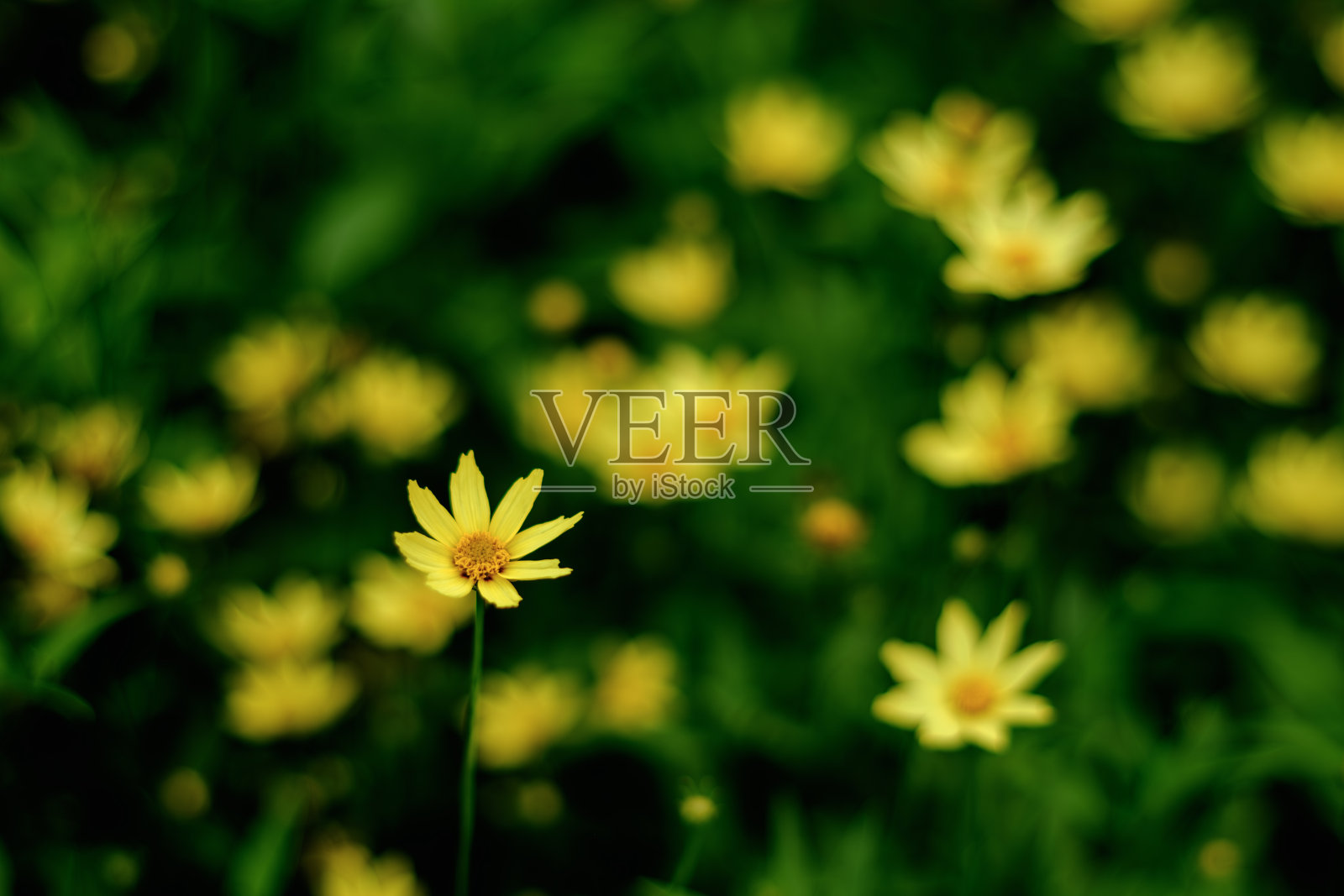 黄色的花朵盛开在春天的自然背景照片摄影图片