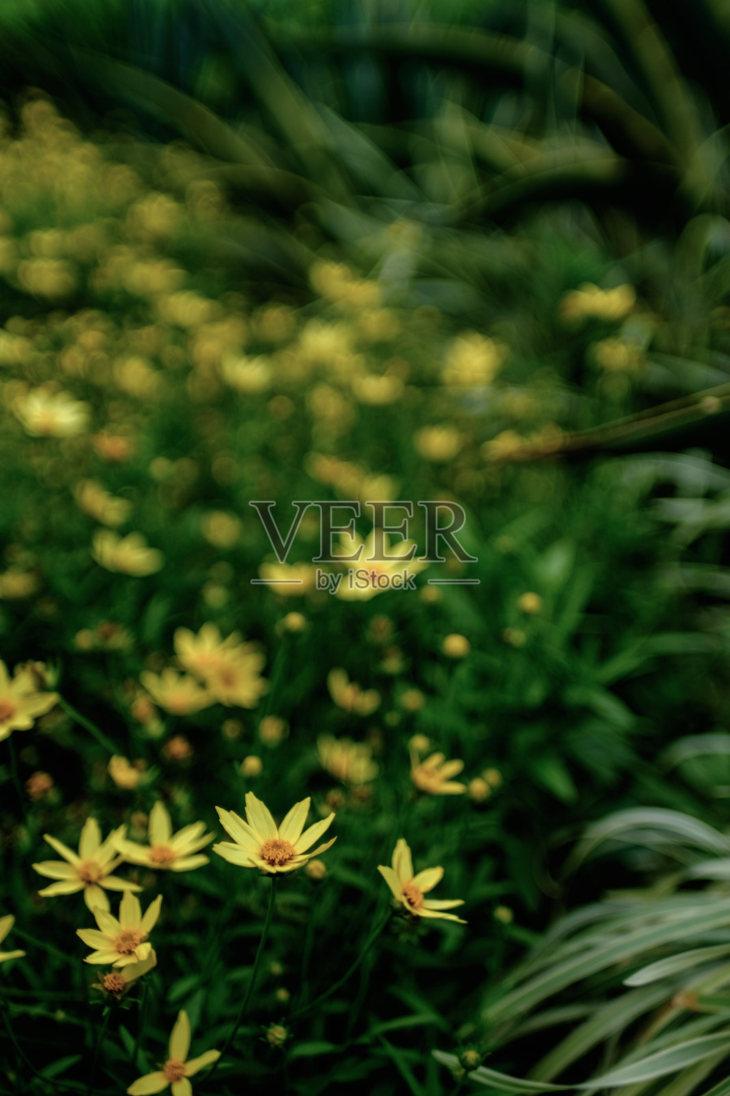 黄色的花朵盛开在春天的自然背景照片摄影图片