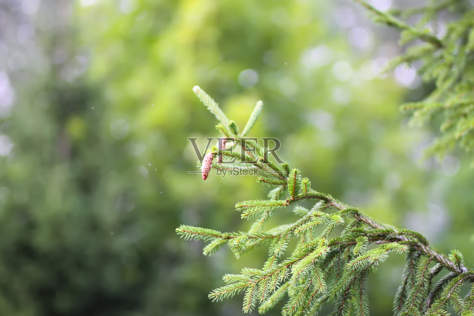 冷杉树的绿色树枝特写。夏季森林中的常绿针叶树。照片摄影图片