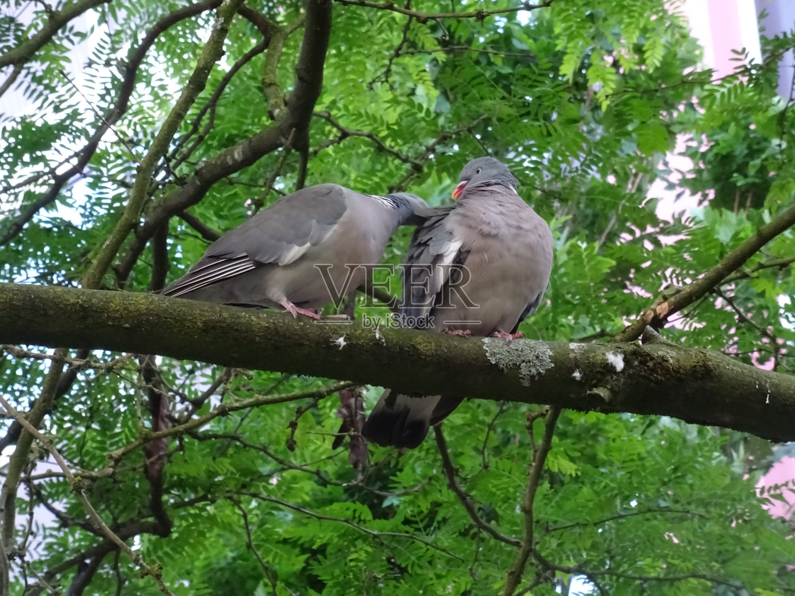 阿姆斯特丹的大自然照片摄影图片