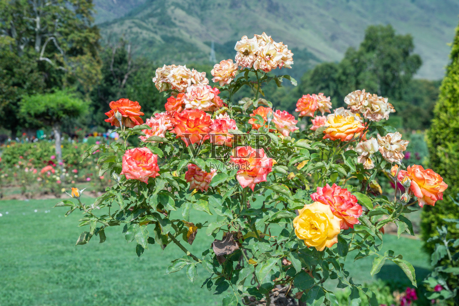 印度，克什米尔，斯利那加，尼沙花园，以山为背景的橙色和黄色花朵灌木照片摄影图片