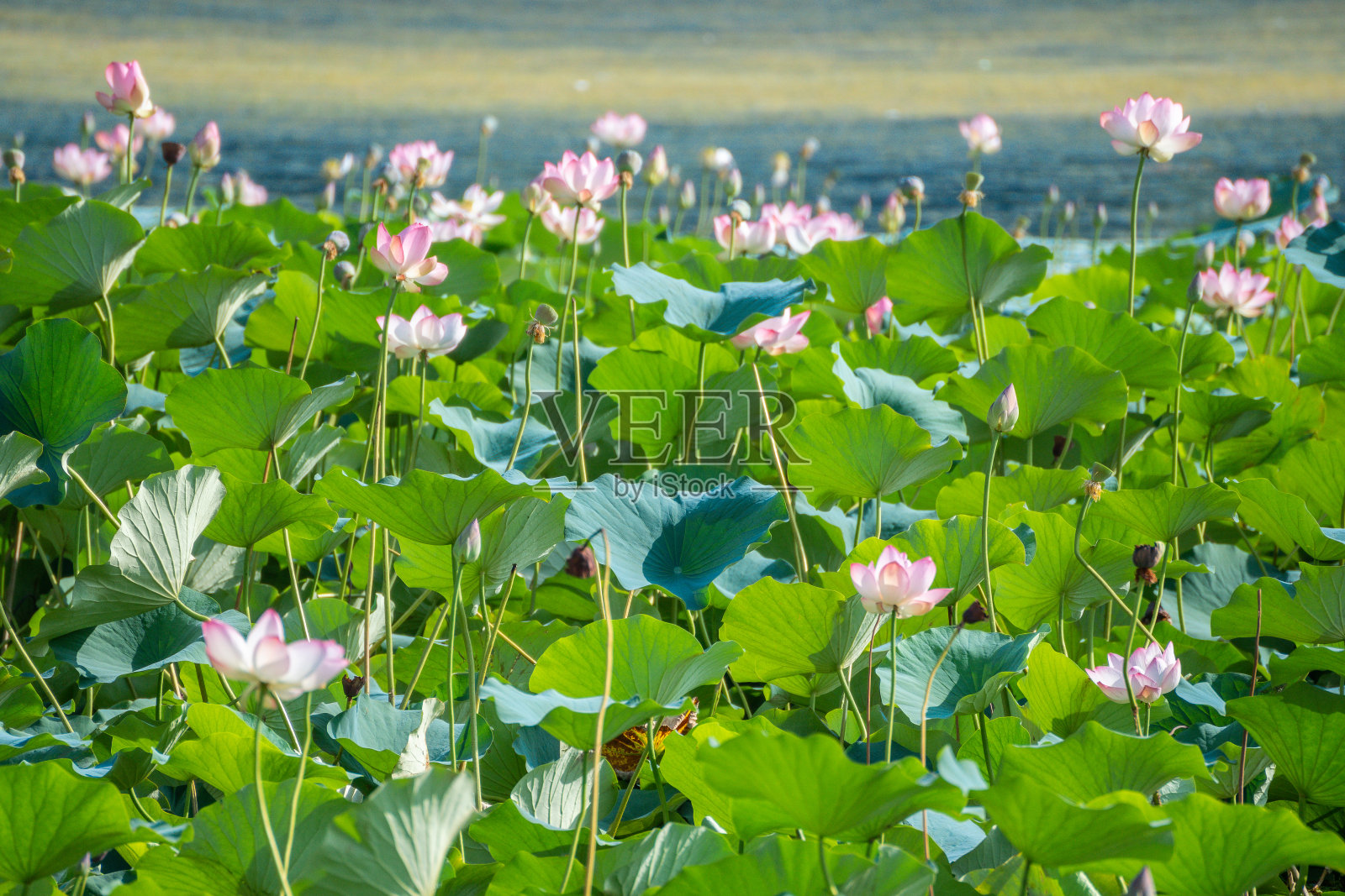 在印度克什米尔斯利那加的达尔湖，一朵粉红色的莲花在郁郁葱葱的绿色背景下绽放照片摄影图片