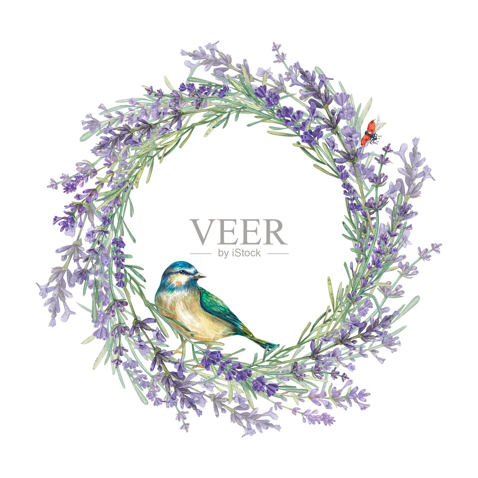 圆形框架由普罗旺斯薰衣草花和蓝莓制成。紫色花朵的水彩插图。植物的植物。有文字位置的花环。适用于明信片、单张、包装。插画图片素材
