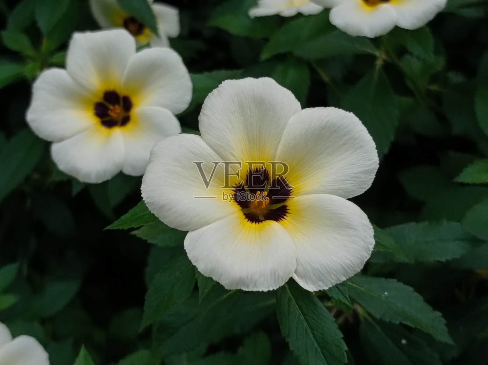 圆叶蕨，白毛茛，硫桤木，政治家花，黑眼蕨，白桤木，蕨科。照片摄影图片