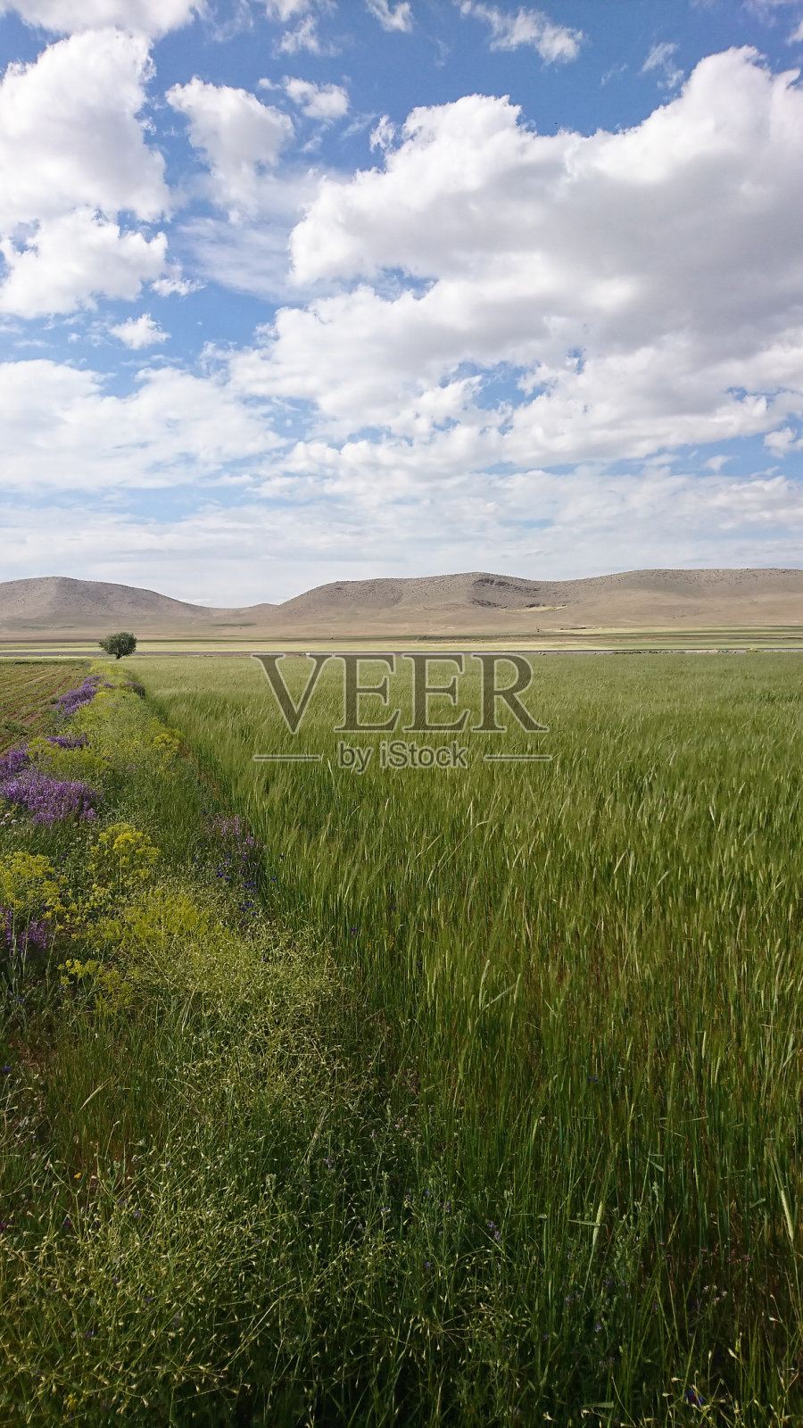 小麦和树木照片摄影图片