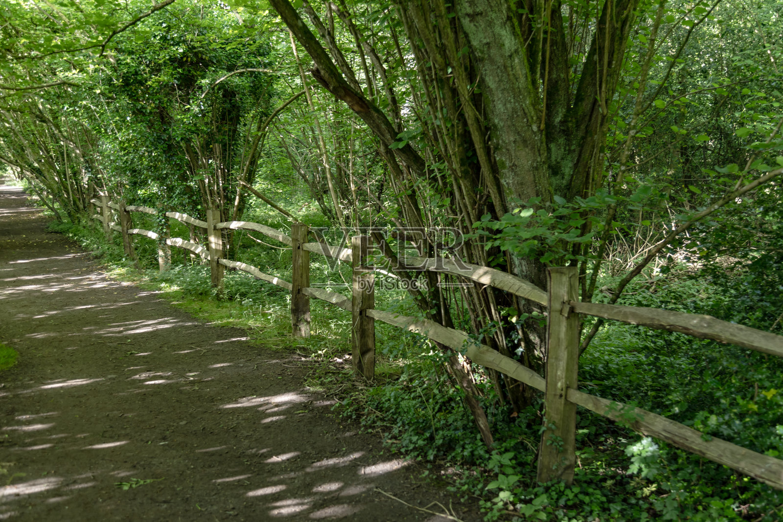 英格兰萨里郡的林地小径照片摄影图片