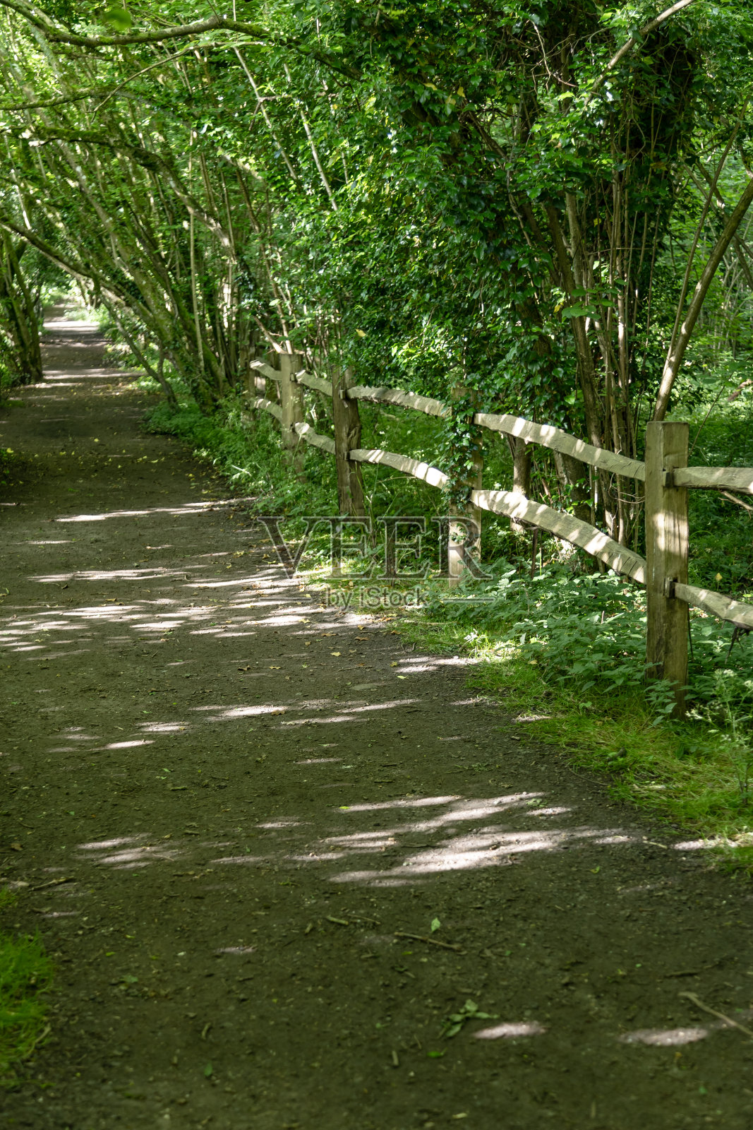 英格兰萨里郡的林地小径照片摄影图片