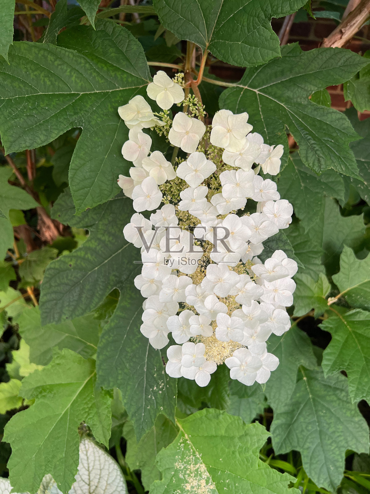 盛开的绣球花照片摄影图片