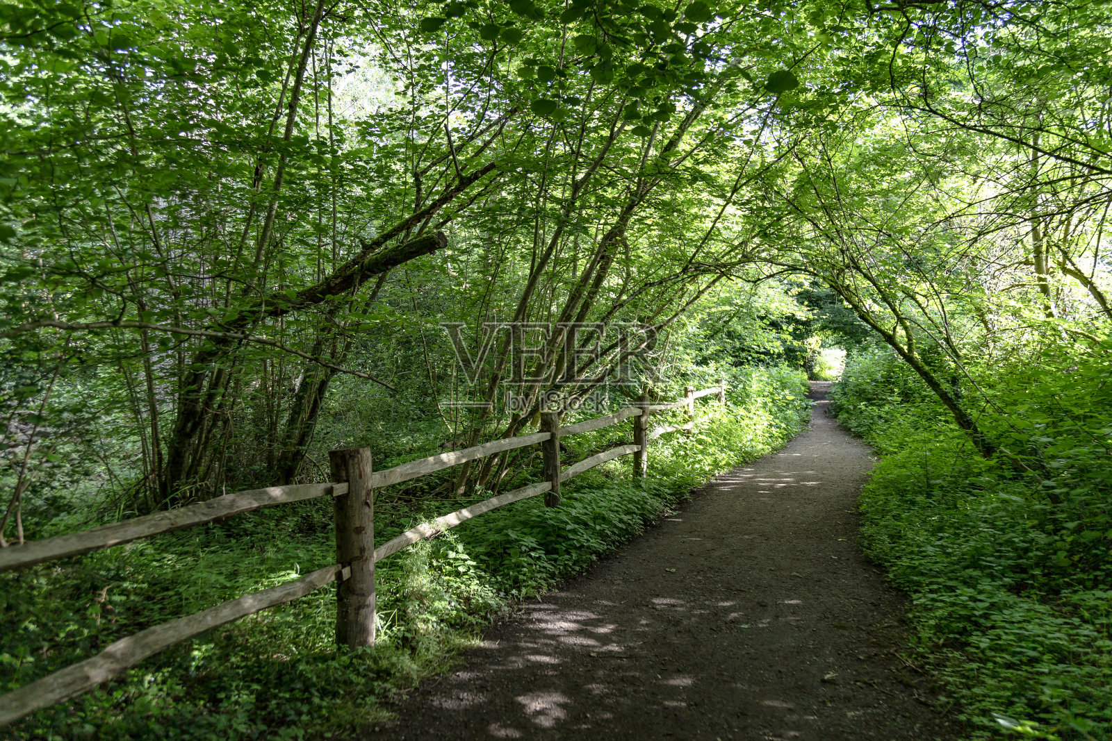 英格兰萨里郡的林地小径照片摄影图片