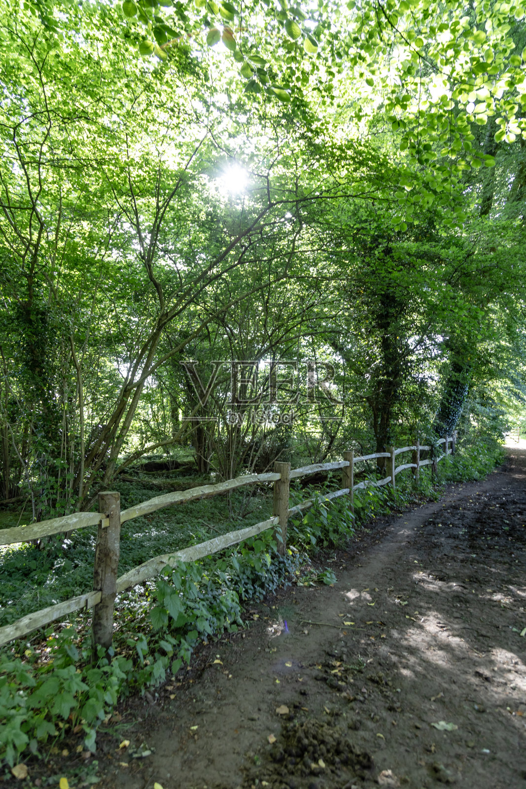 英格兰萨里郡的林地小径照片摄影图片