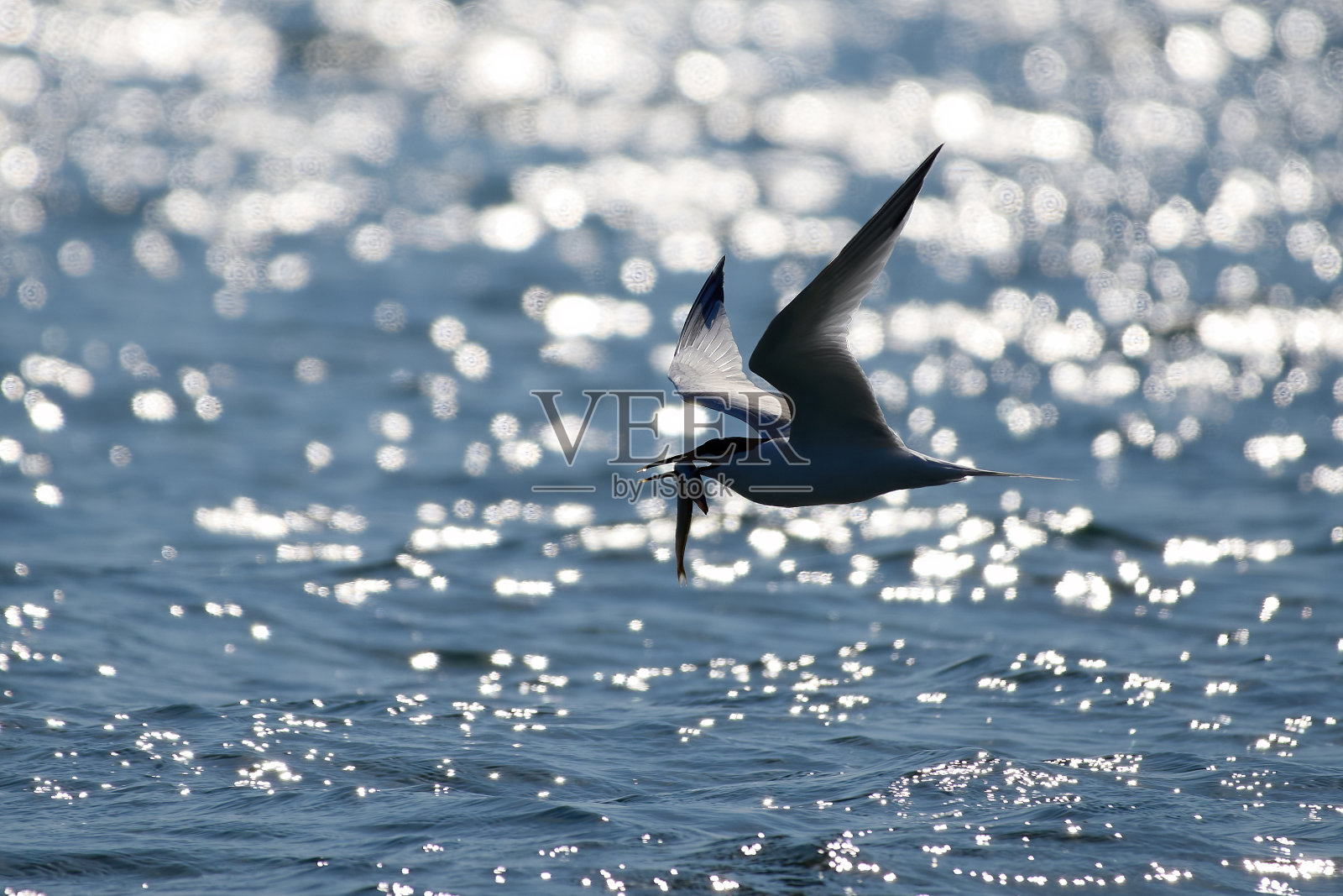 三明治燕鸥(Thalasseus sandvicensis)照片摄影图片