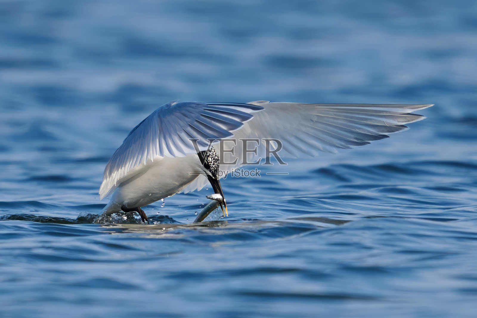 三明治燕鸥(Thalasseus sandvicensis)照片摄影图片