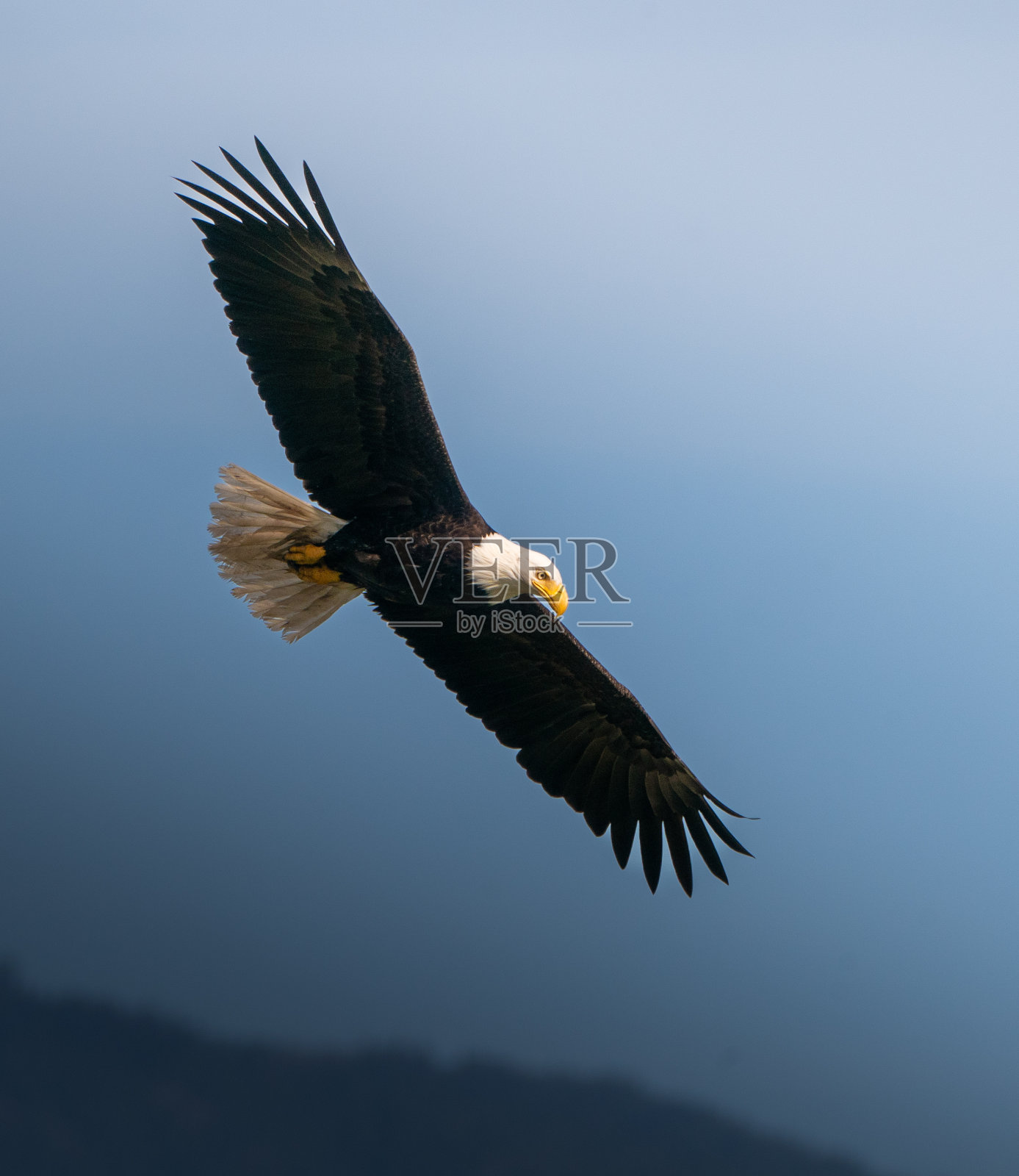 秃鹰照片摄影图片
