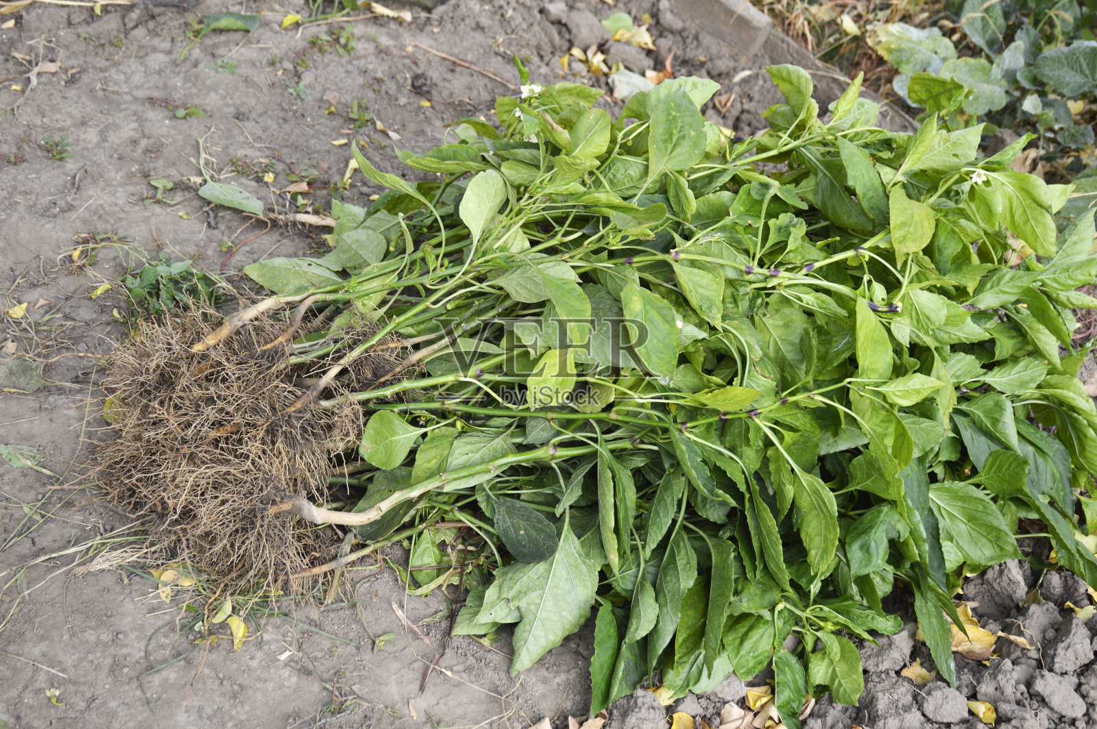 拔掉甜椒的花丛。花园里的秋天照片摄影图片