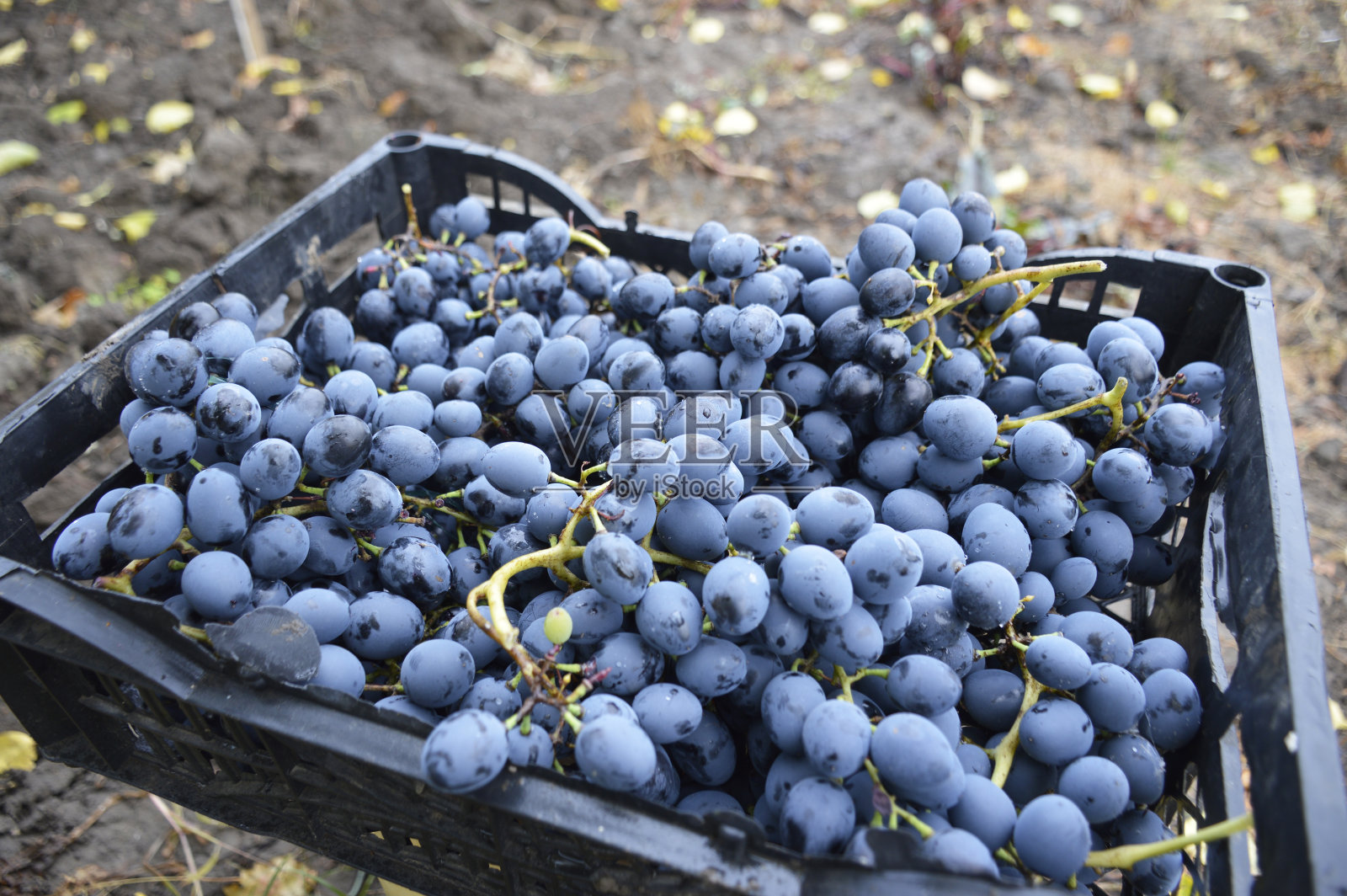 在塑料盒里收获的晚熟葡萄。成熟多汁浆果的集合照片摄影图片
