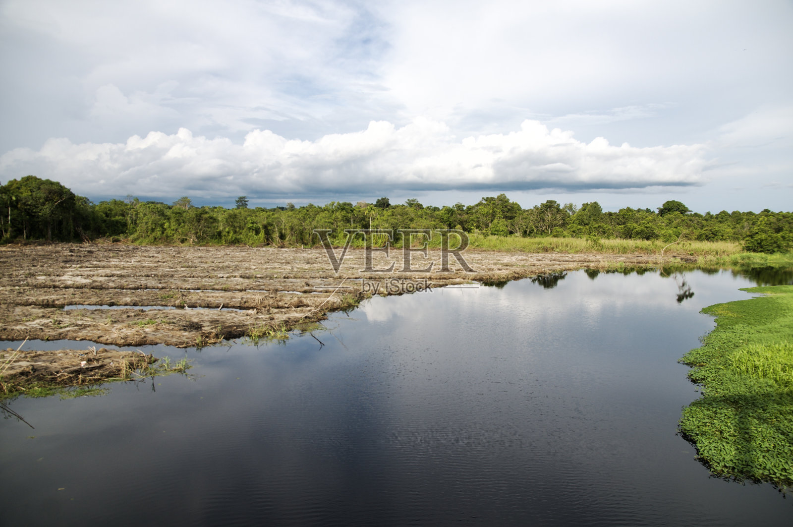 沼泽干燥照片摄影图片
