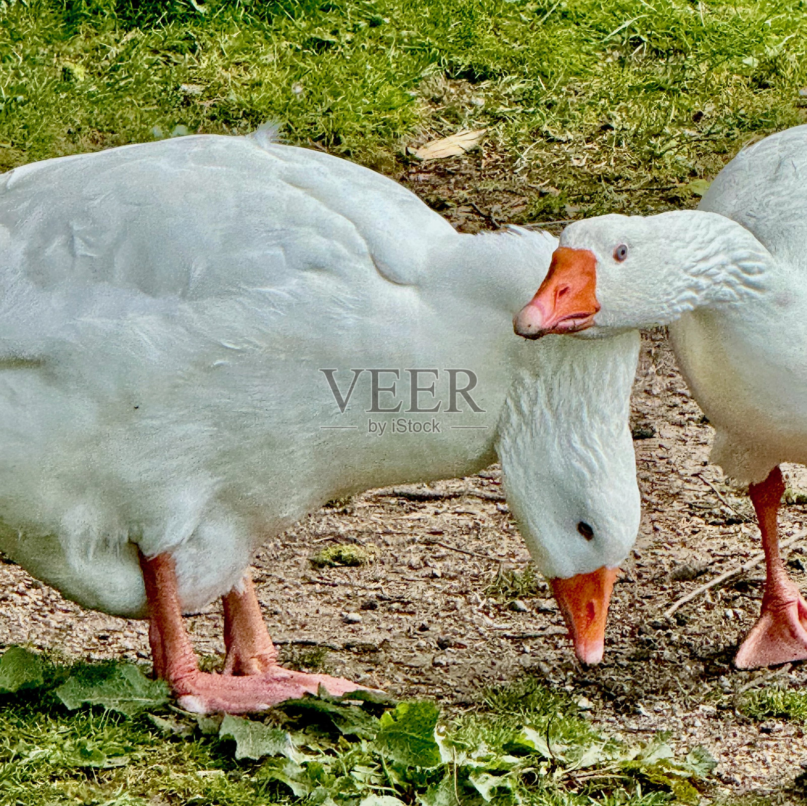 鹅照片摄影图片