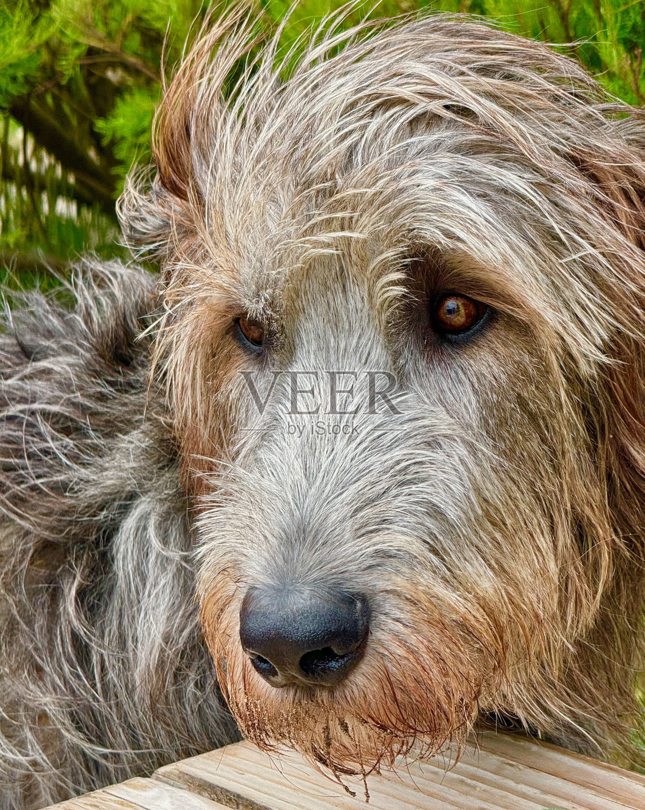 爱尔兰猎狼犬照片摄影图片