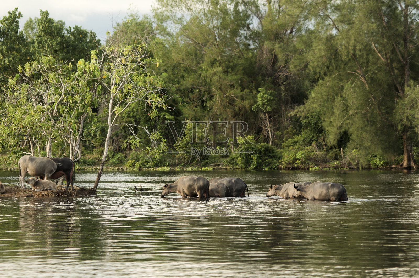 沼泽水牛照片摄影图片