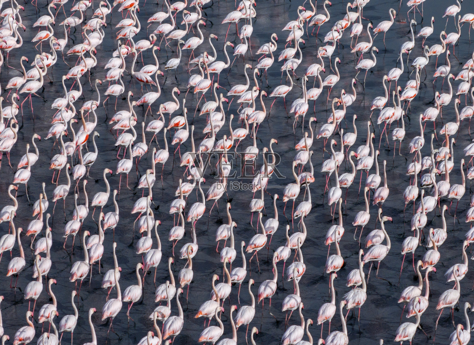 火烈鸟照片摄影图片