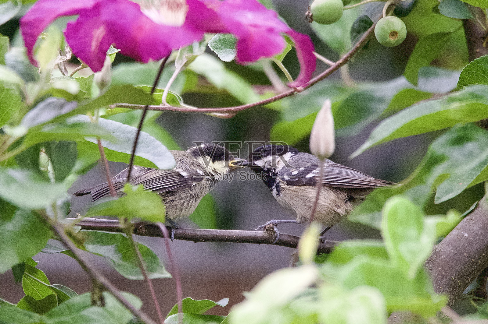 雏鸟栖息在树枝上照片摄影图片