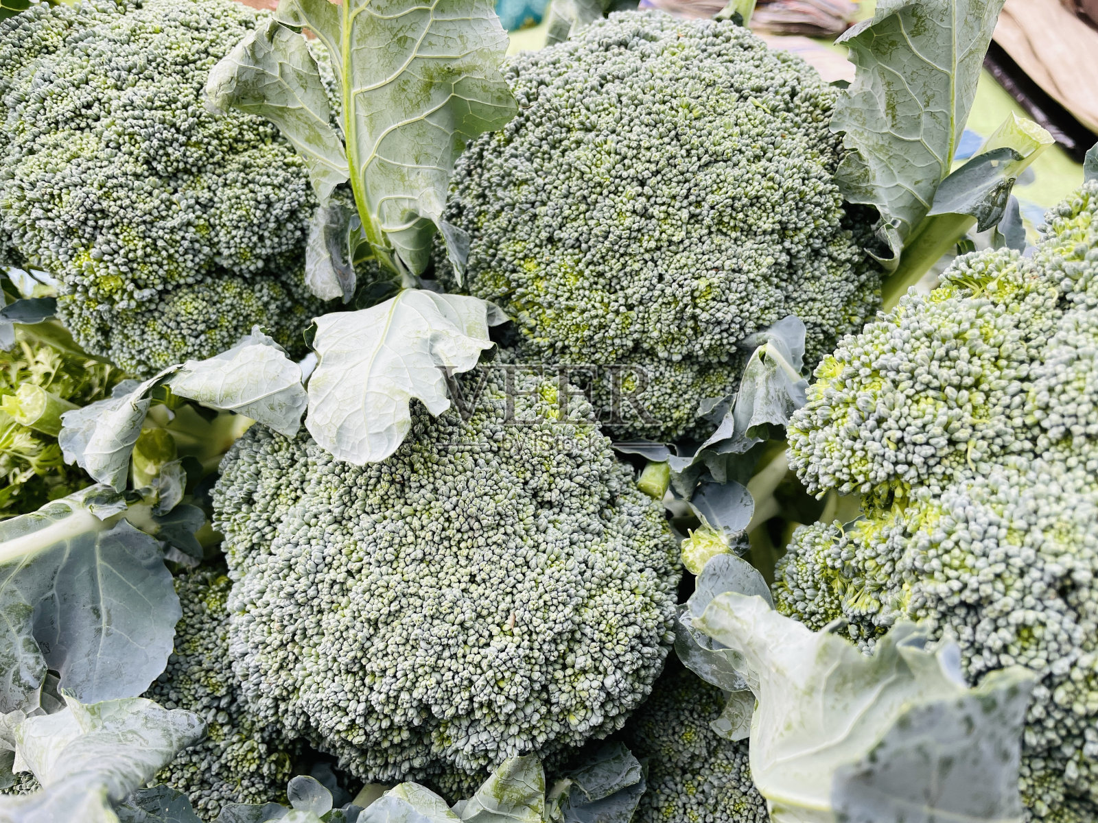 西兰花照片摄影图片