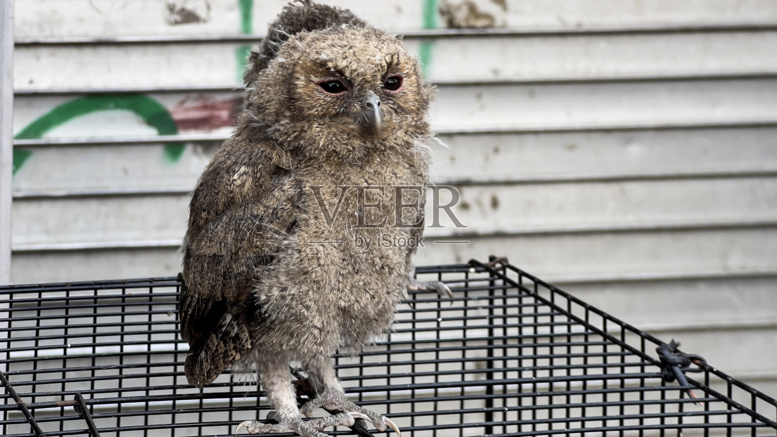 鸟舍里的猫头鹰。喂宠物猫头鹰。照片摄影图片