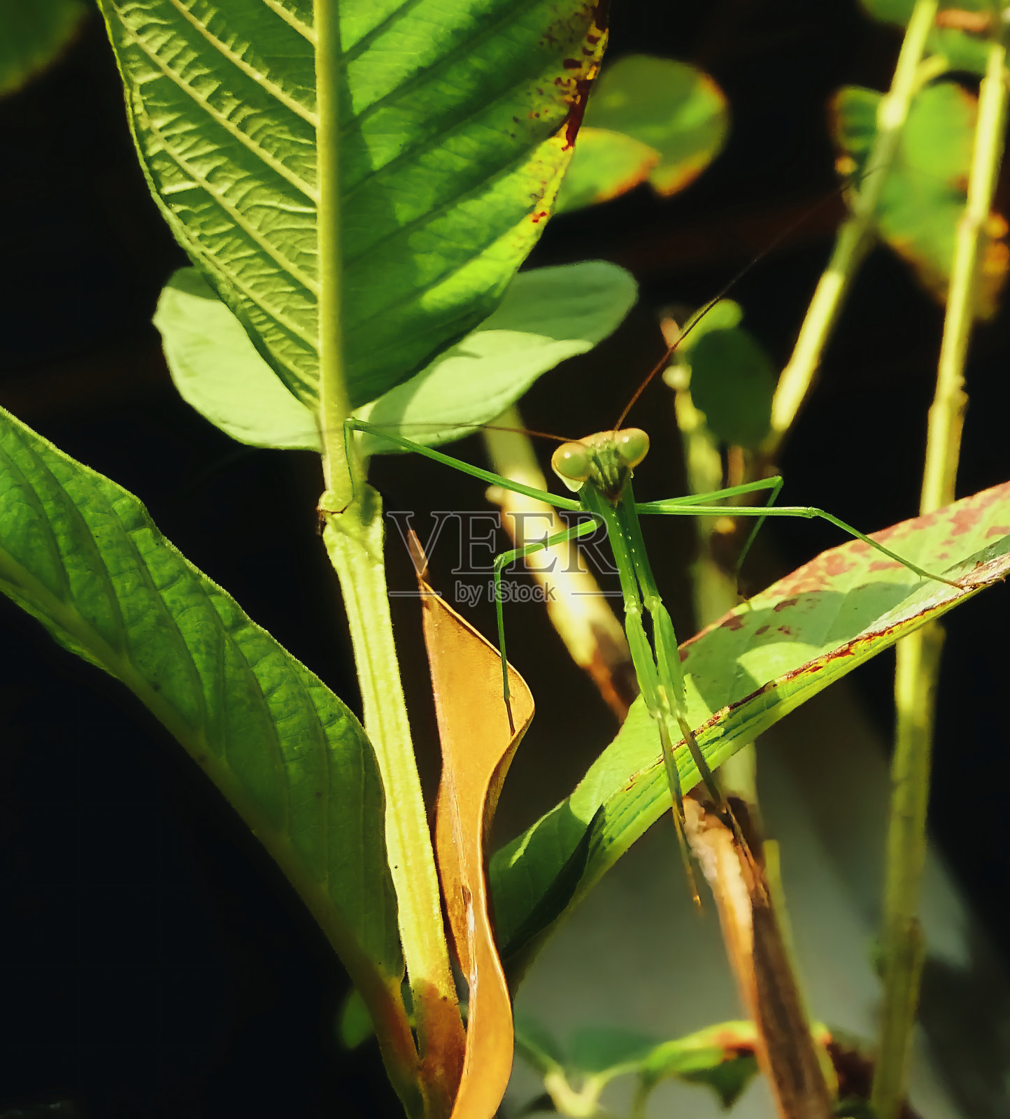 绿螳螂在明亮的阳光下伪装在树叶中照片摄影图片