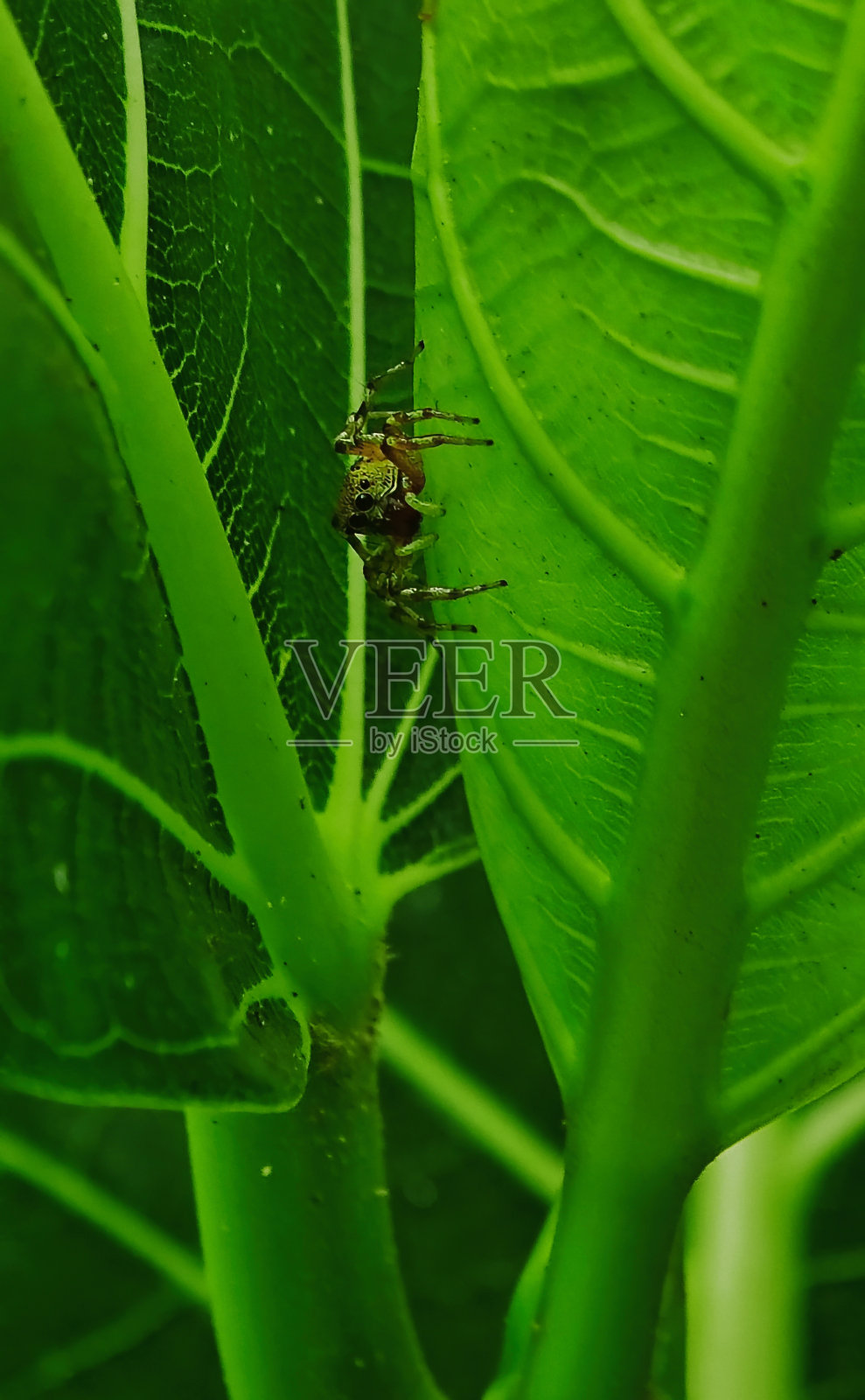 一张清晰的微距镜头，一只大胆的跳蜘蛛躲在树叶里。照片摄影图片