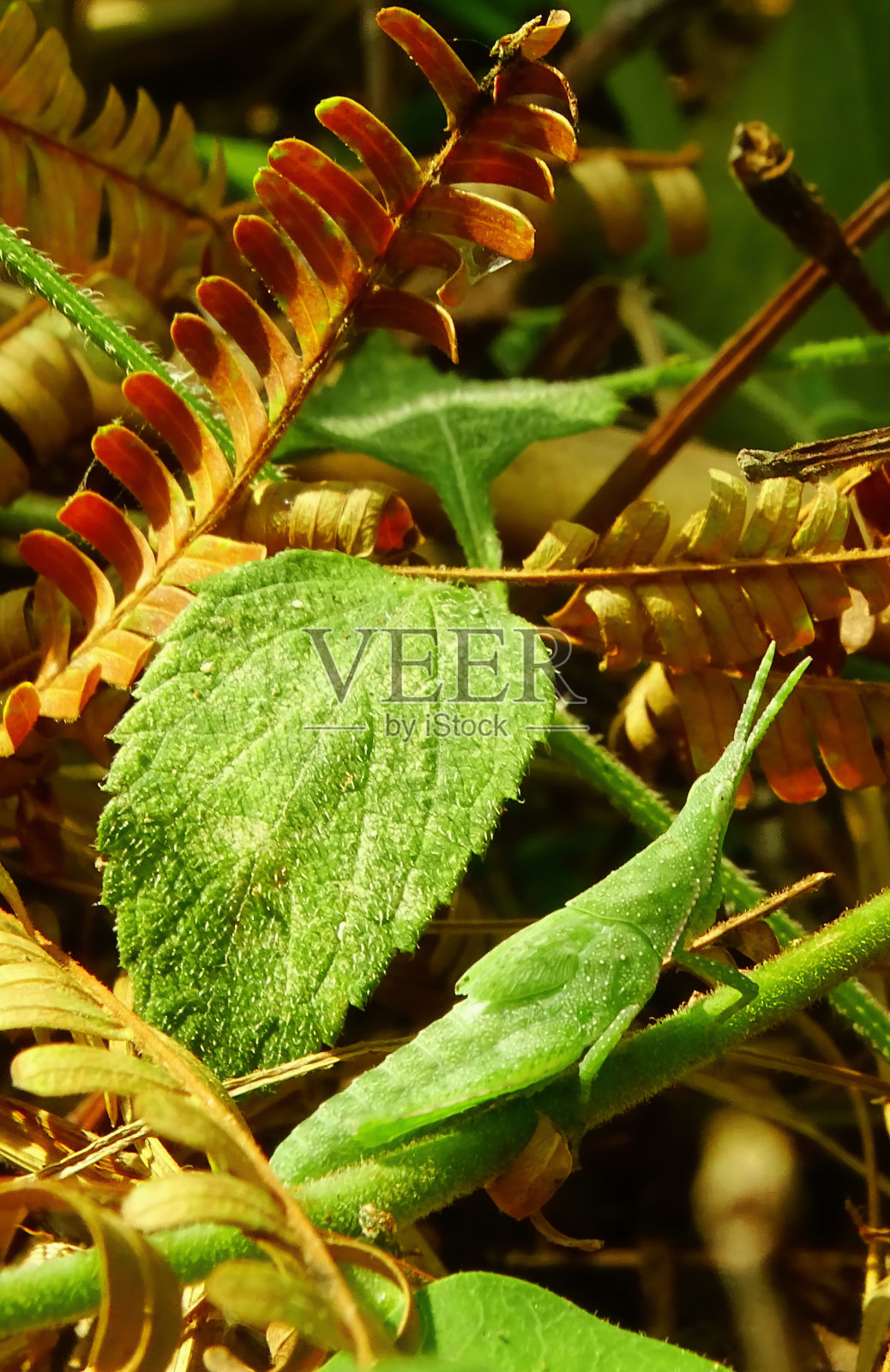 蚱蜢草(Atractomorpha crenulata) -小绿色蚱蜢的特写细节照片摄影图片