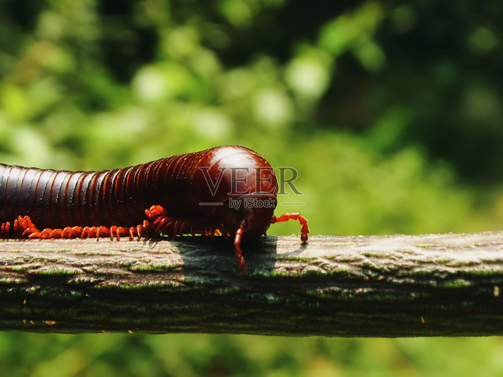 锈巨型千足虫(Trigoniulus corallinus)照片摄影图片