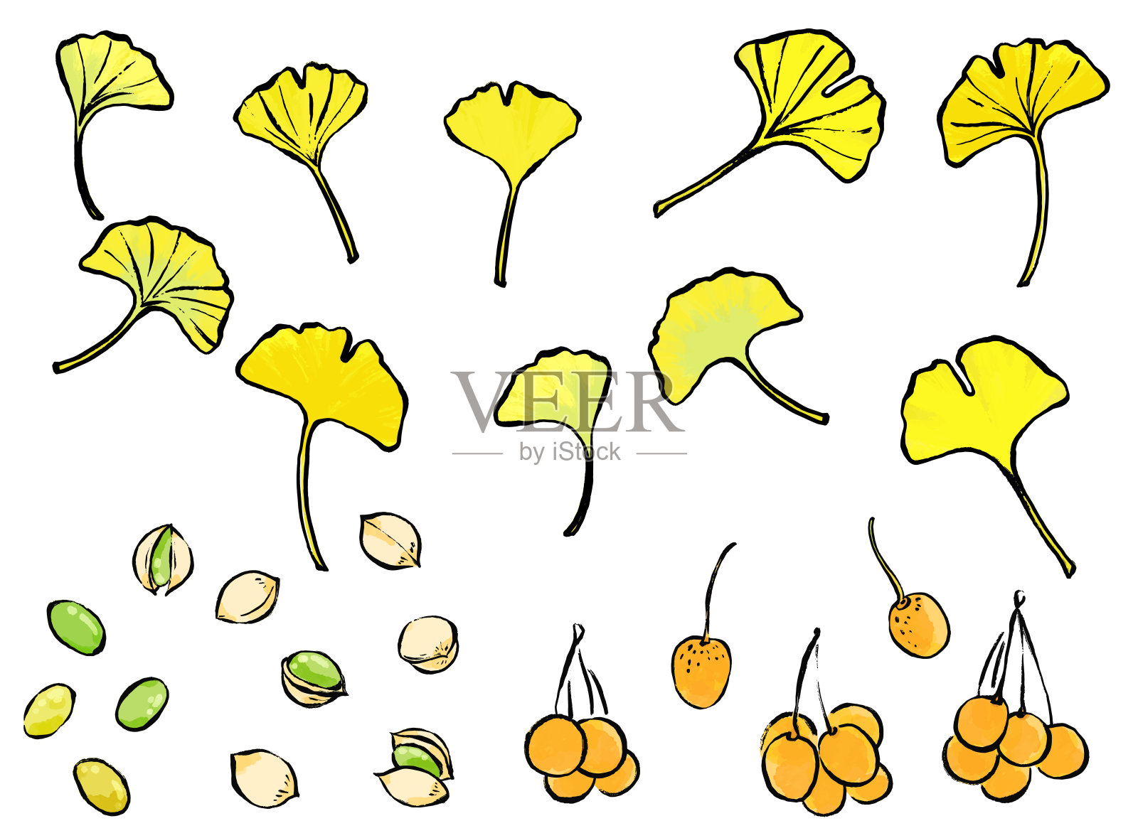 墨水和笔触银杏叶和银杏坚果线条绘制插图集插画图片素材