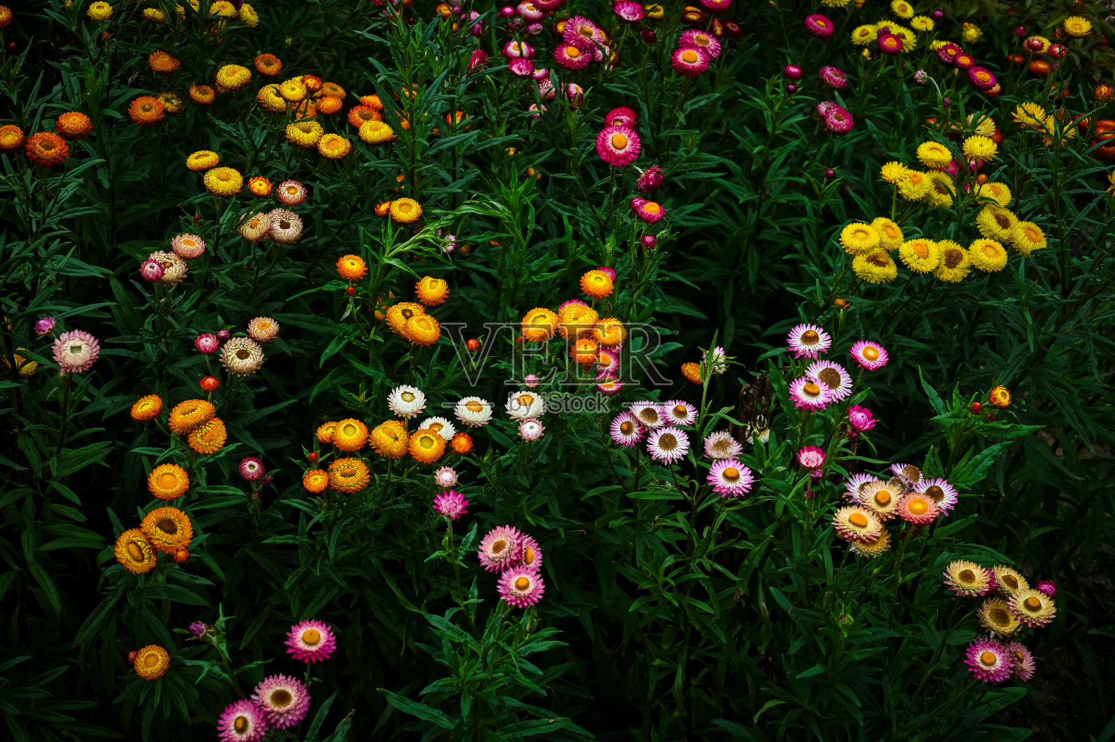 五颜六色的草花或纸雏菊在它的树上。照片摄影图片