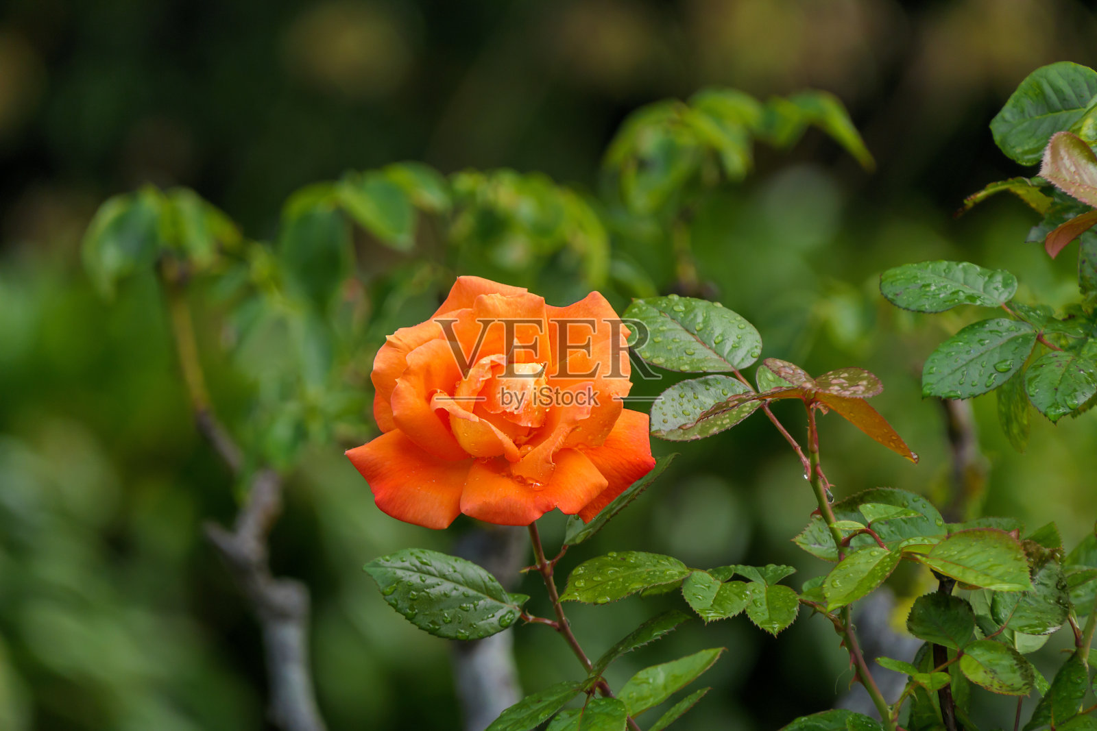 美丽的橙色玫瑰在花园中央照片摄影图片