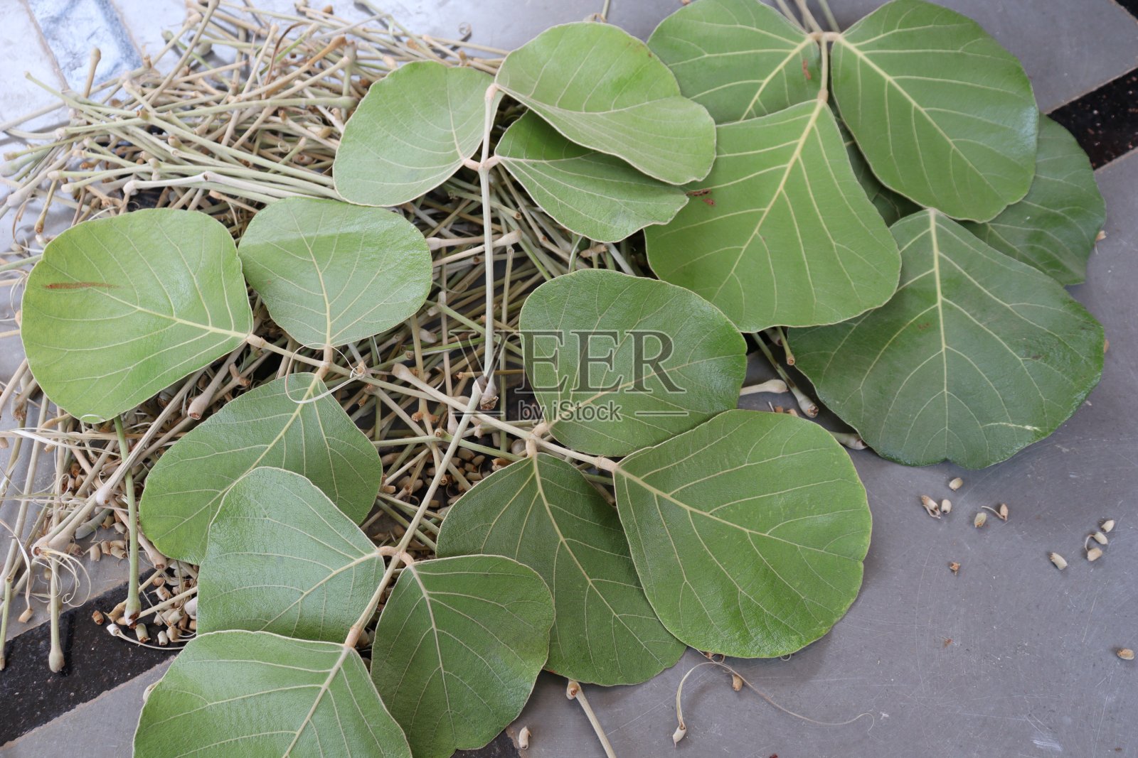 木背景上单精子植物叶照片摄影图片