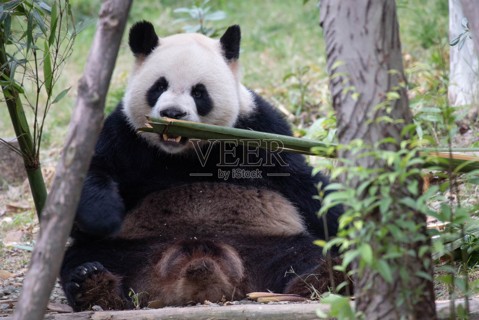 毛茸茸的熊猫吃竹子照片摄影图片