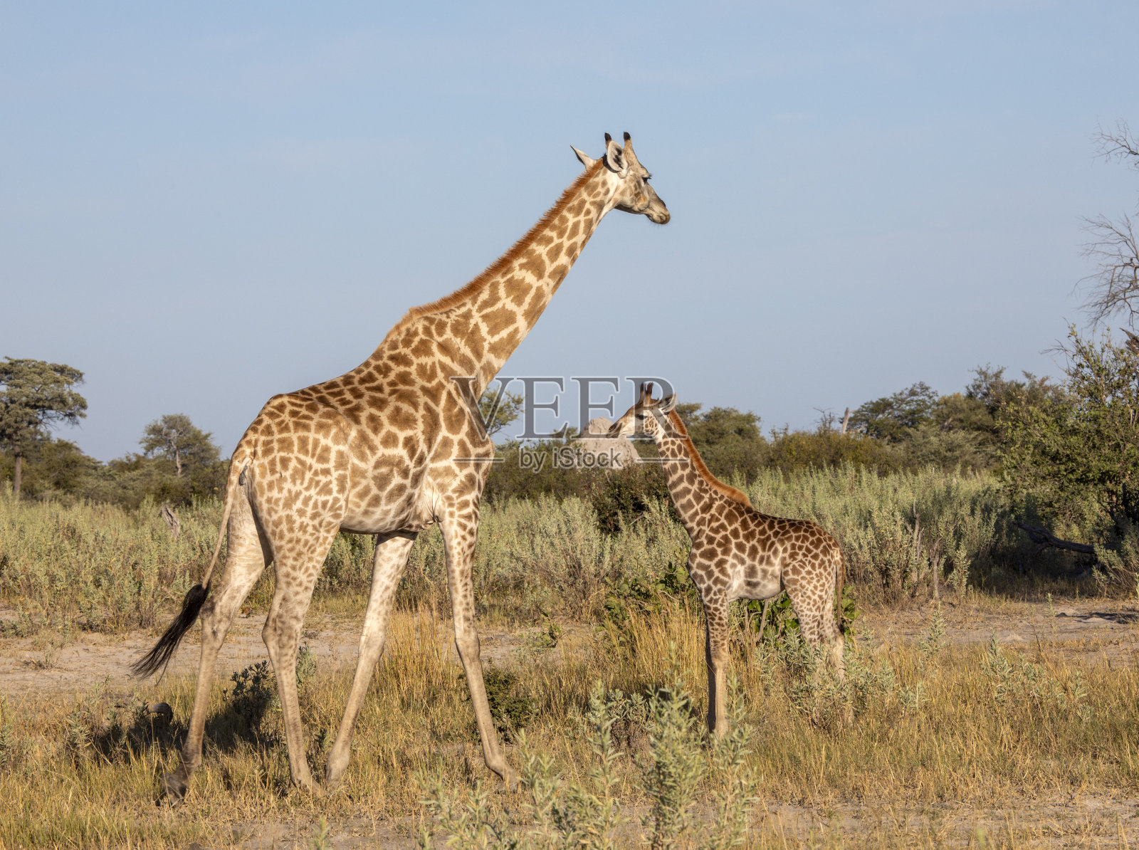 长颈鹿妈妈和孩子照片摄影图片