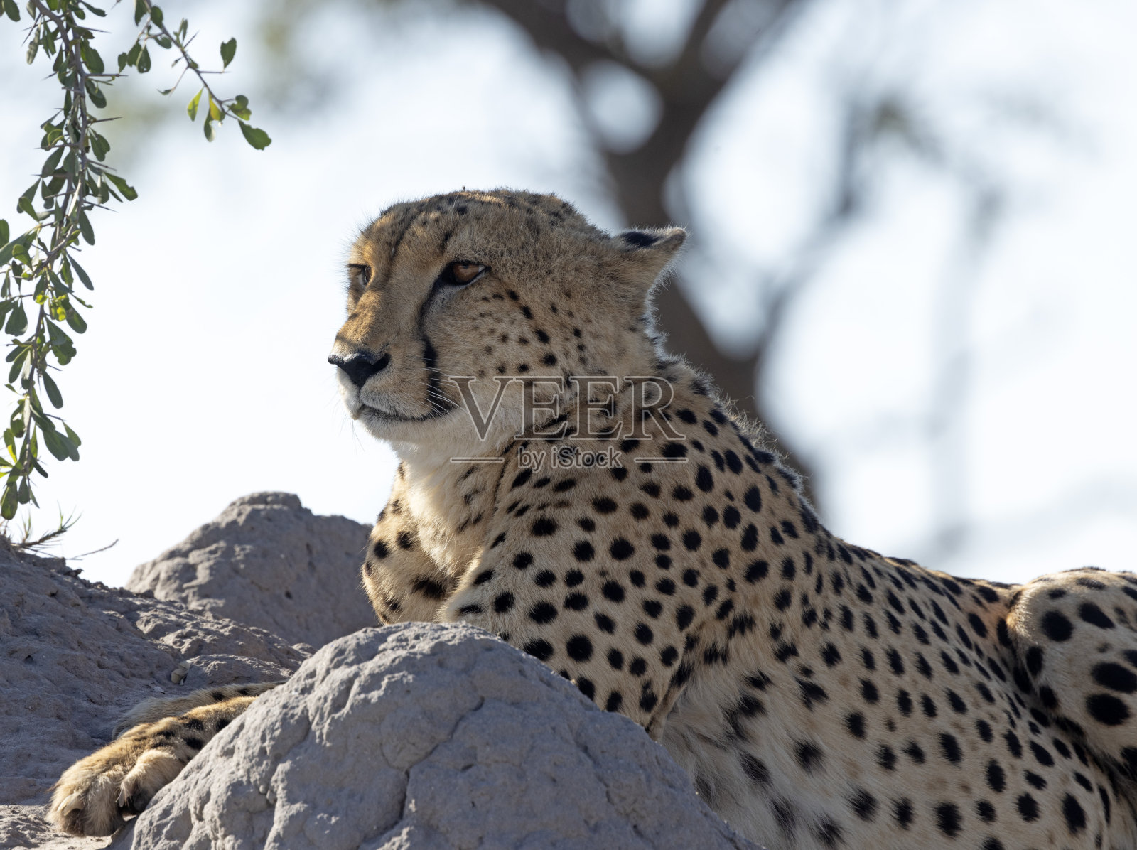 在白蚁丘休息的猎豹照片摄影图片