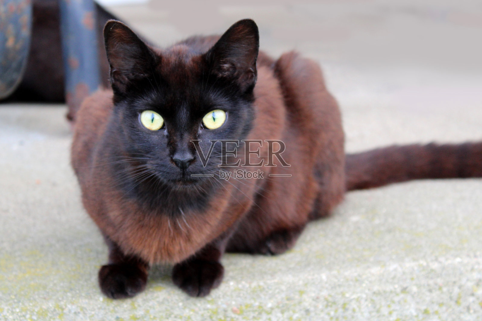 棕色和黑色的谷仓猫，金色的眼睛照片摄影图片