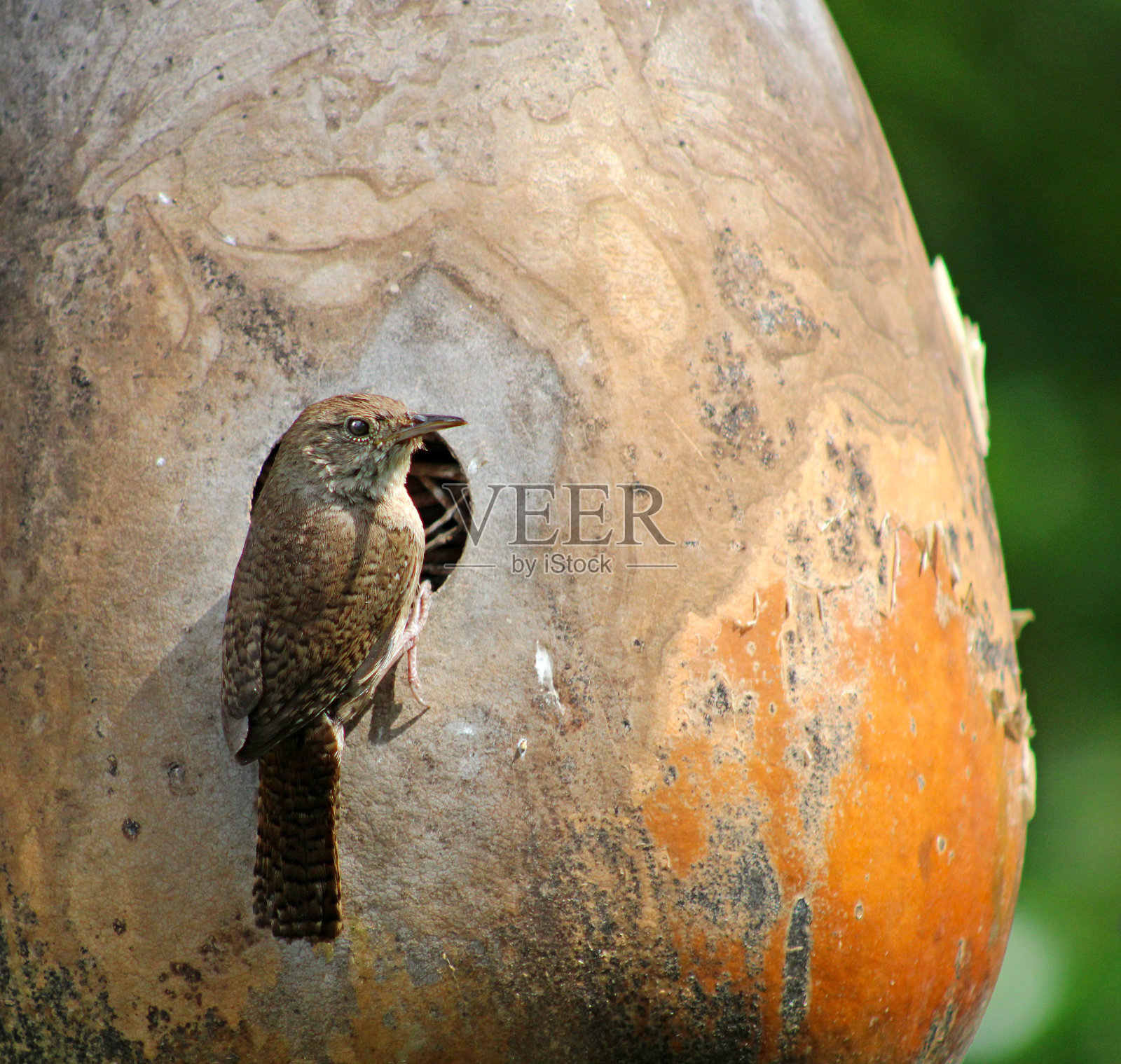 空心葫芦鸟舍鸟巢外的鸟照片摄影图片