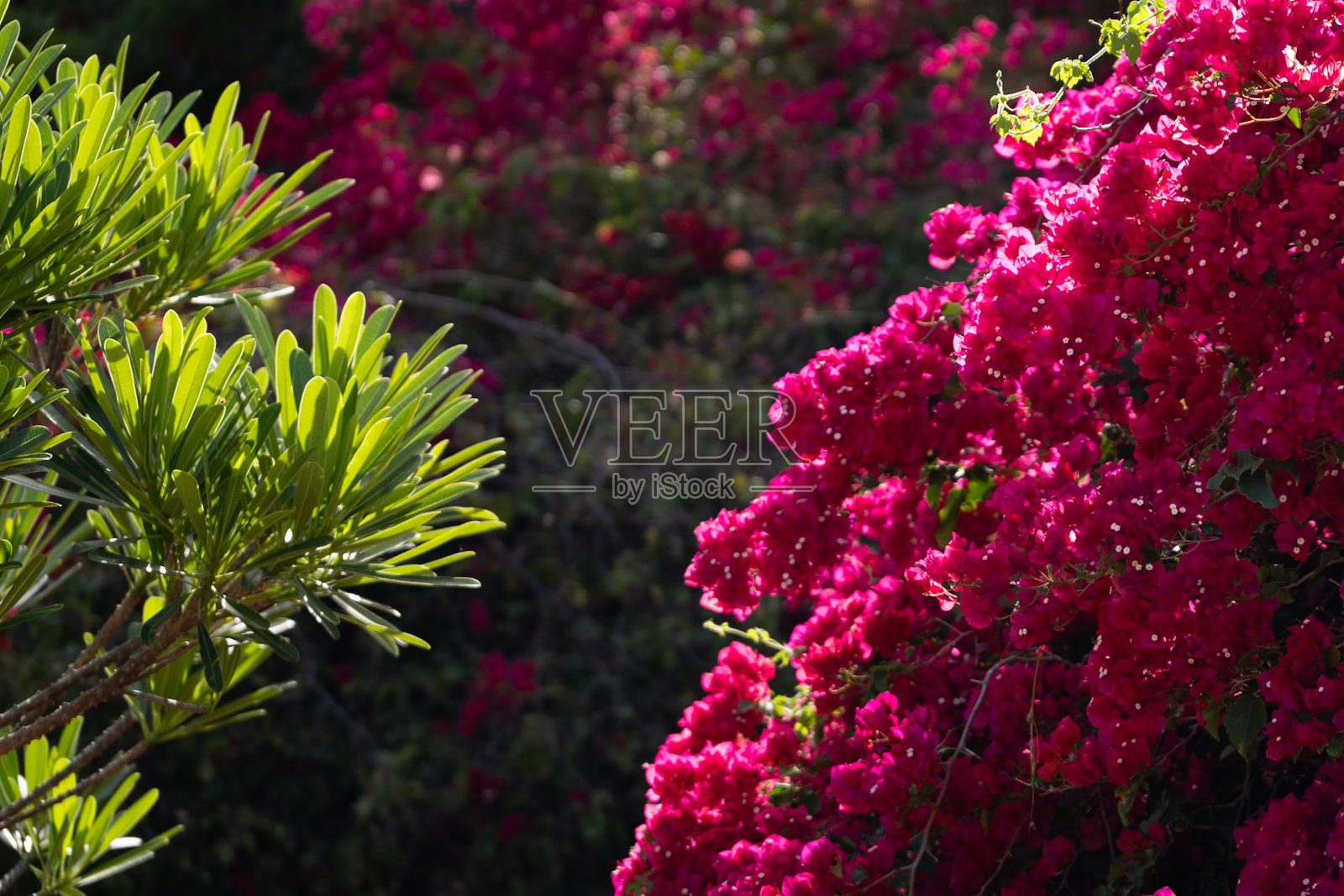 叶子花属照片摄影图片
