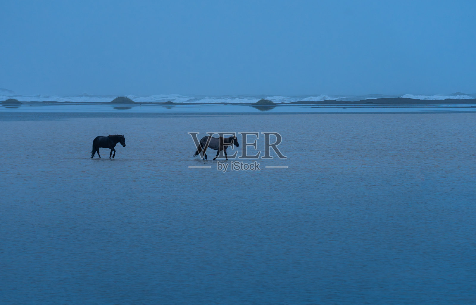 冰岛的马在海滩上散步照片摄影图片
